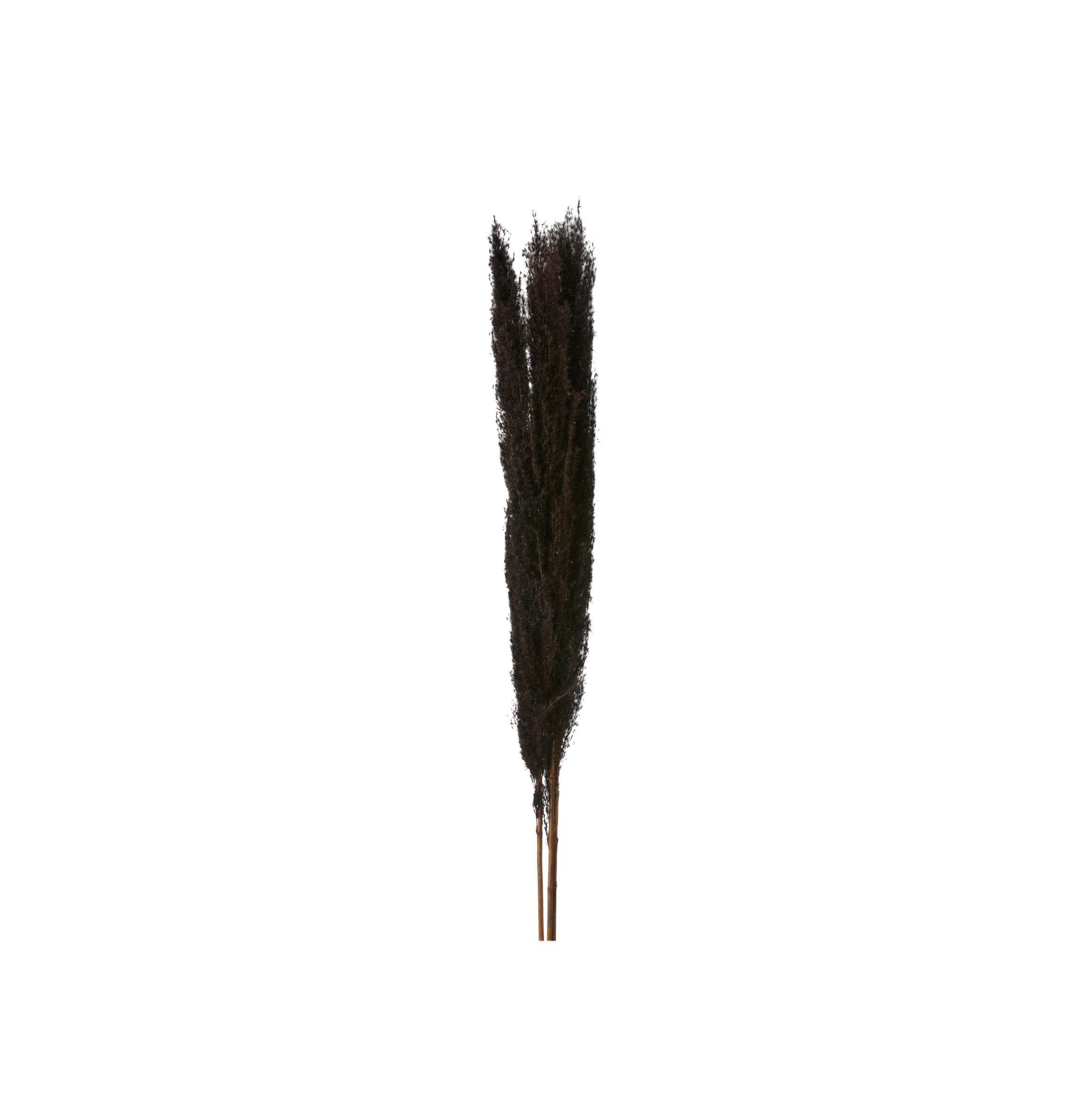 Pampas Svart 90-100cm